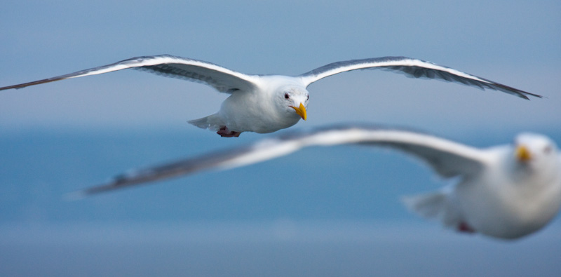 Gulls In Flight